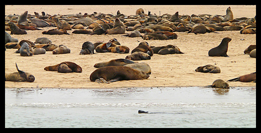 lions de mer